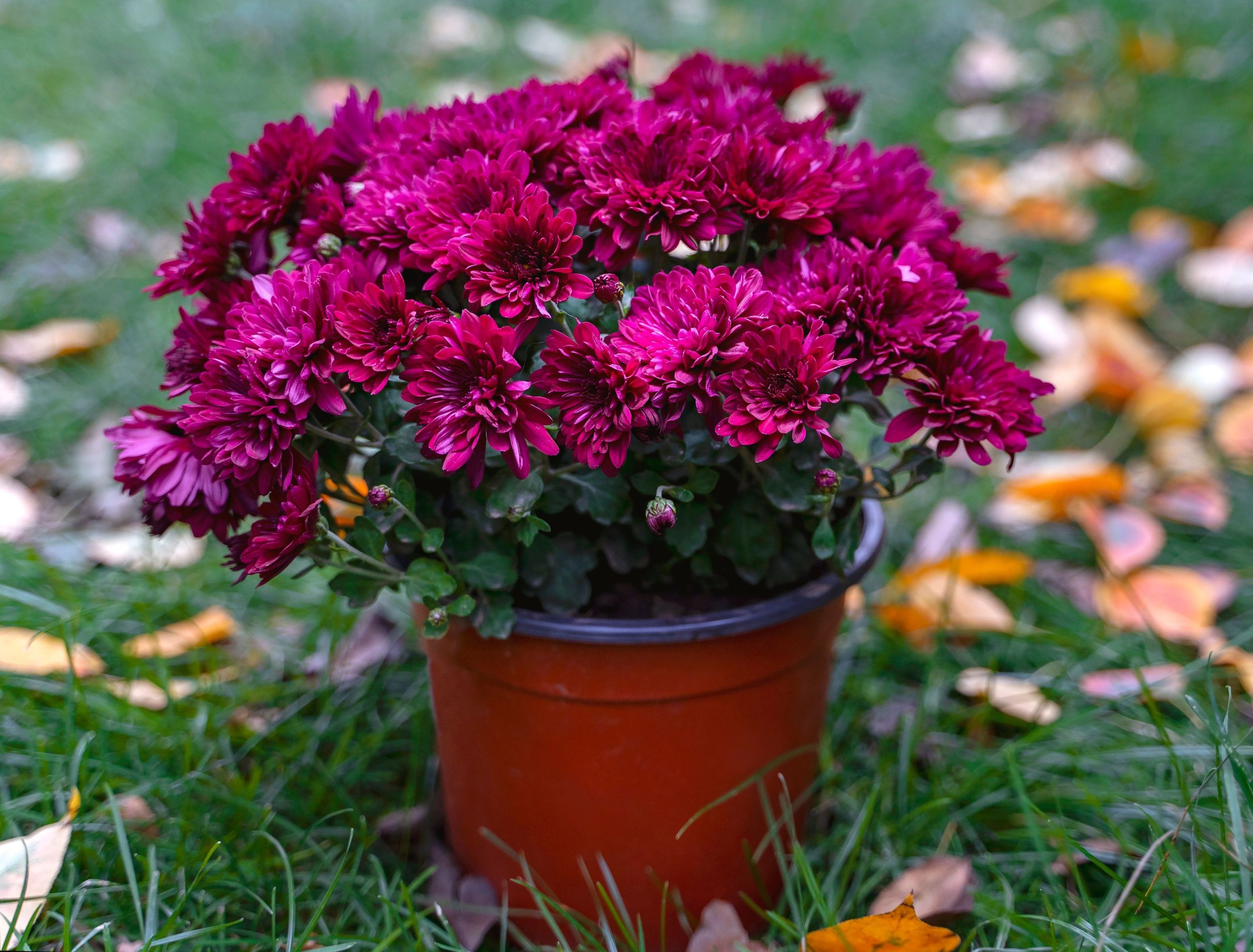 3 Ways to Overwinter Your Potted Mums