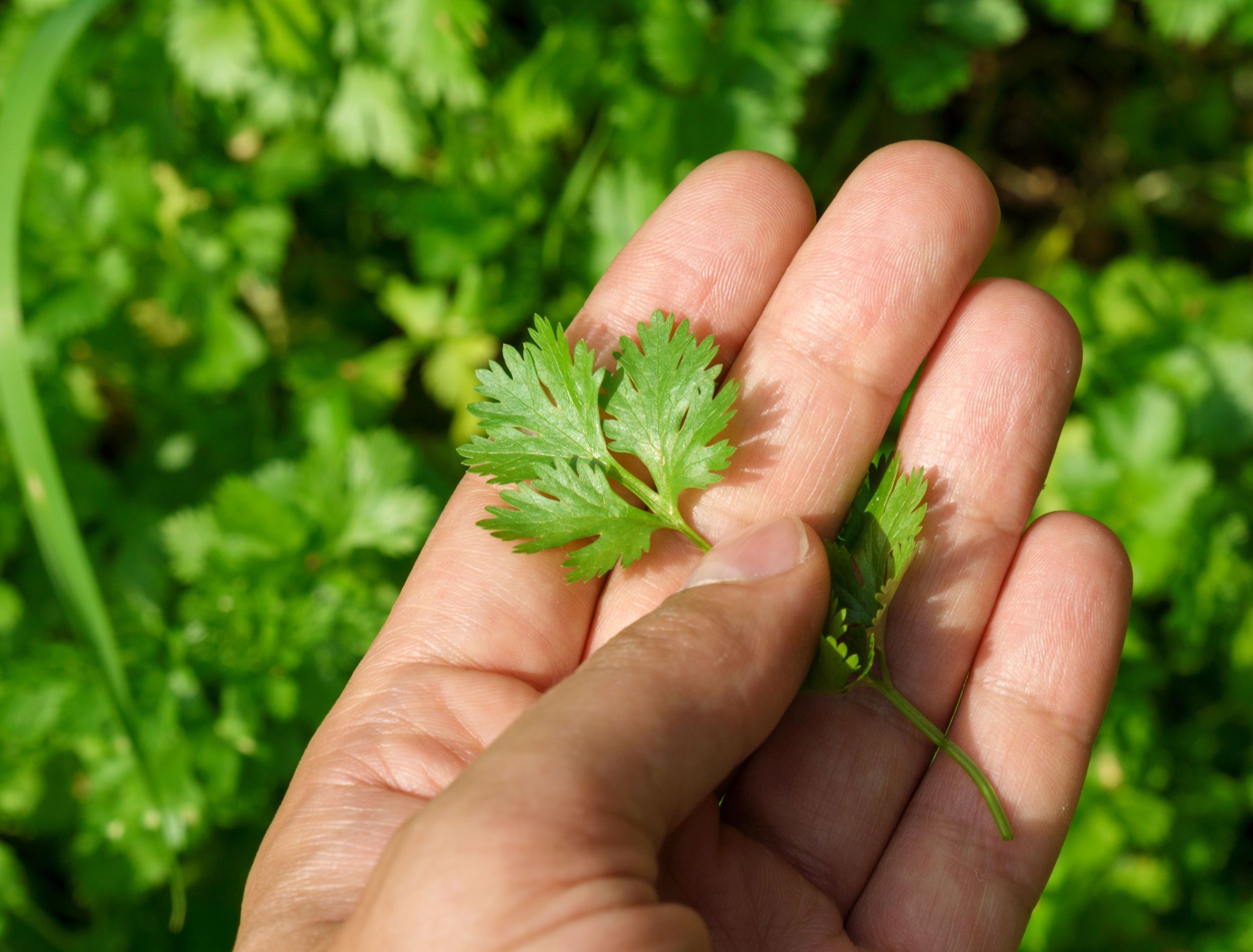 7 Tips for Growing Cilantro in Raised Beds