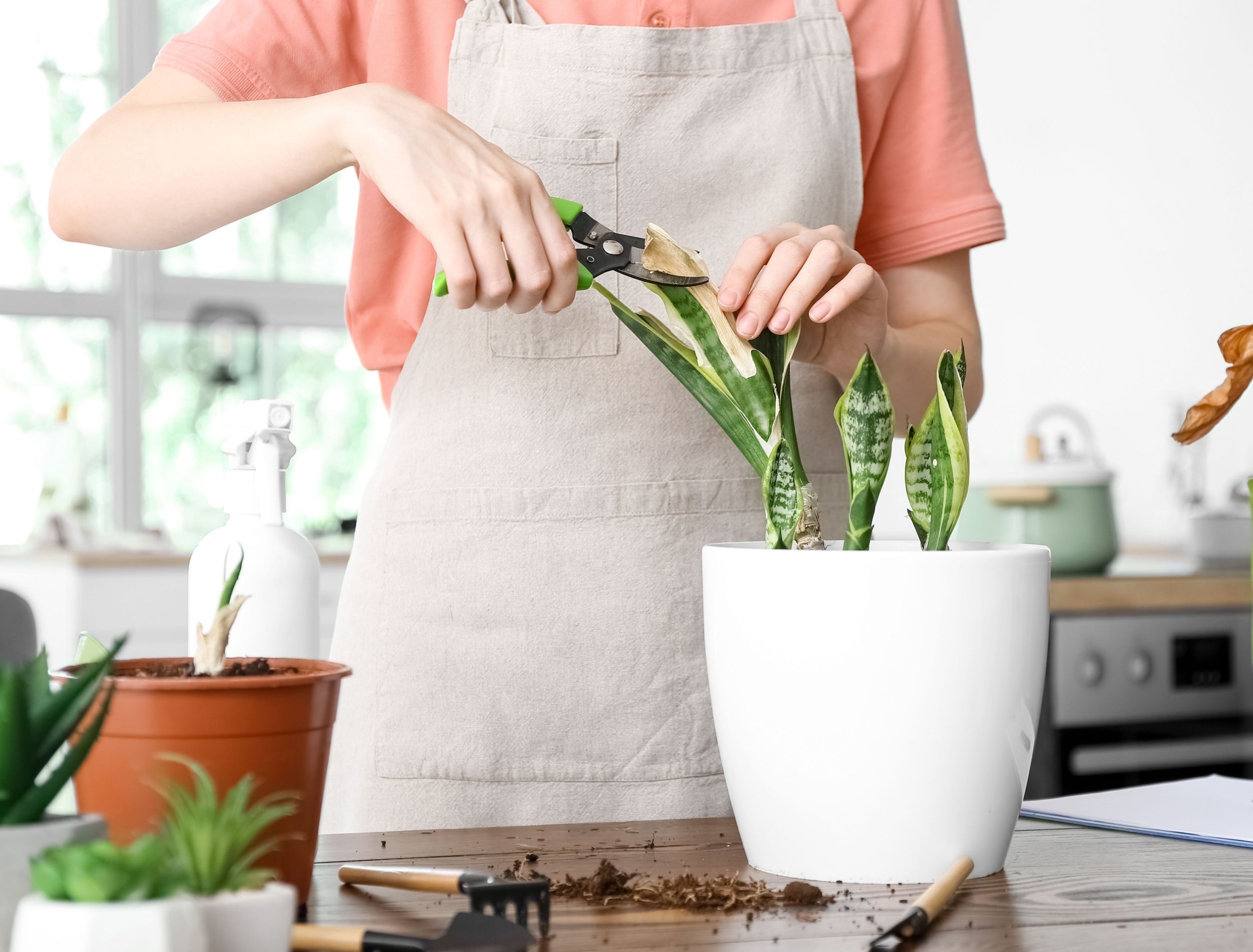 How To Prune Your Snake Plant how-to-prune-your-snake-plant