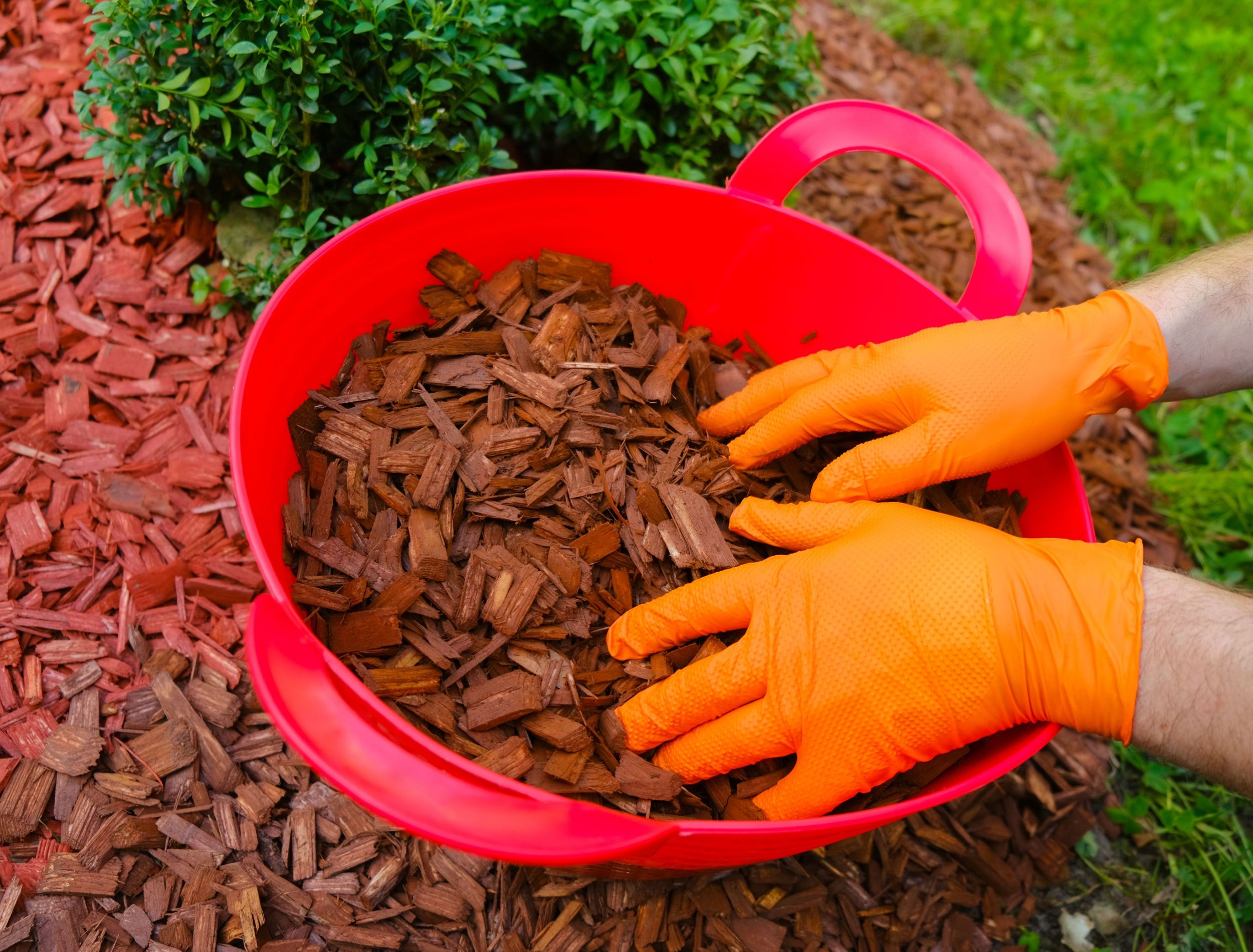 The Best Mulch for Boxwoods