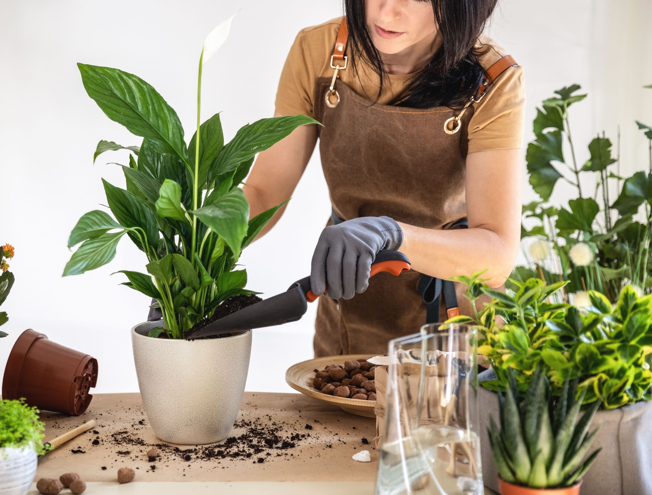 repotting peace lily