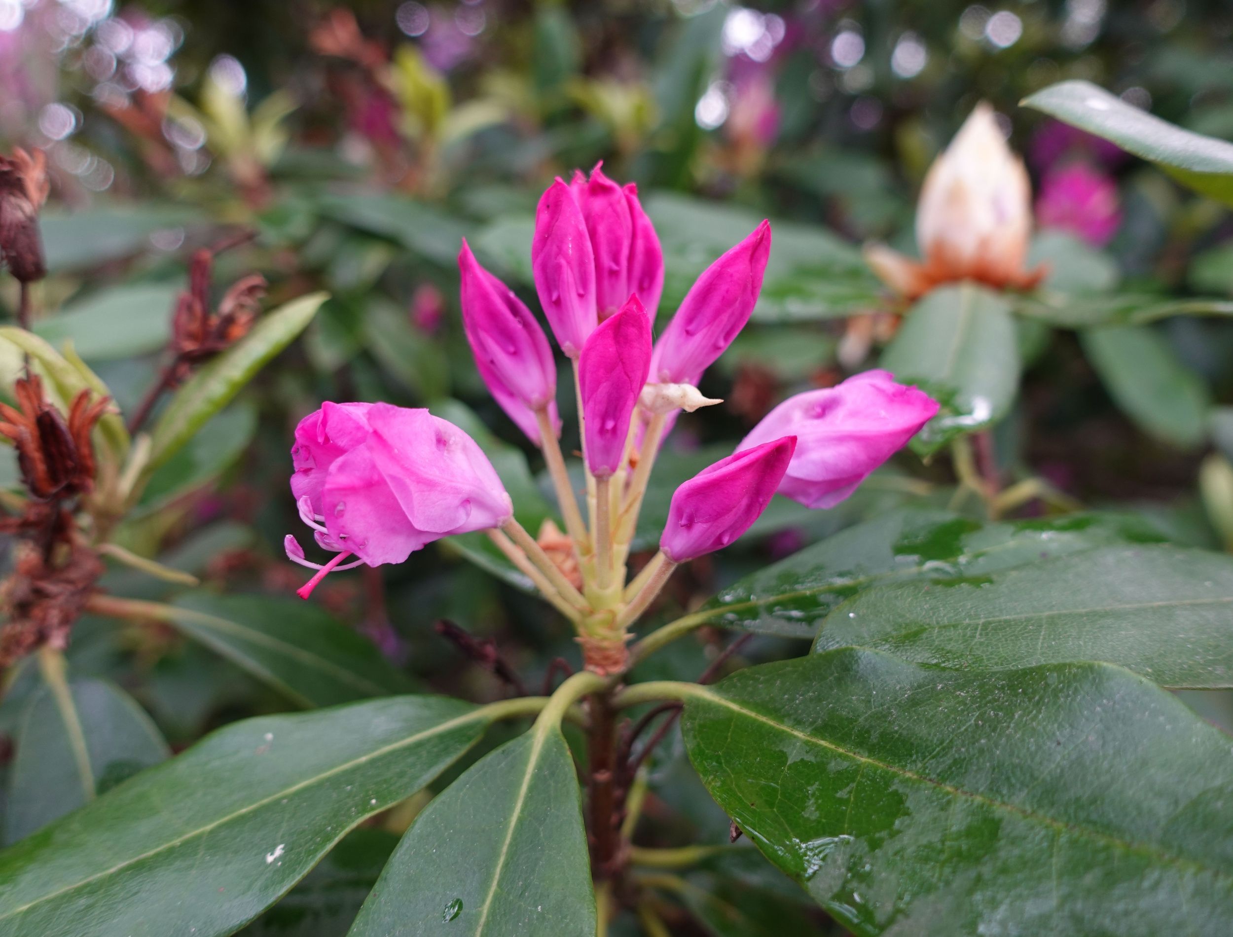 Why Your Azaleas Are Wilting