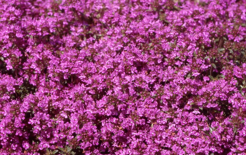 7 Best Thyme Varieties For a Lawn