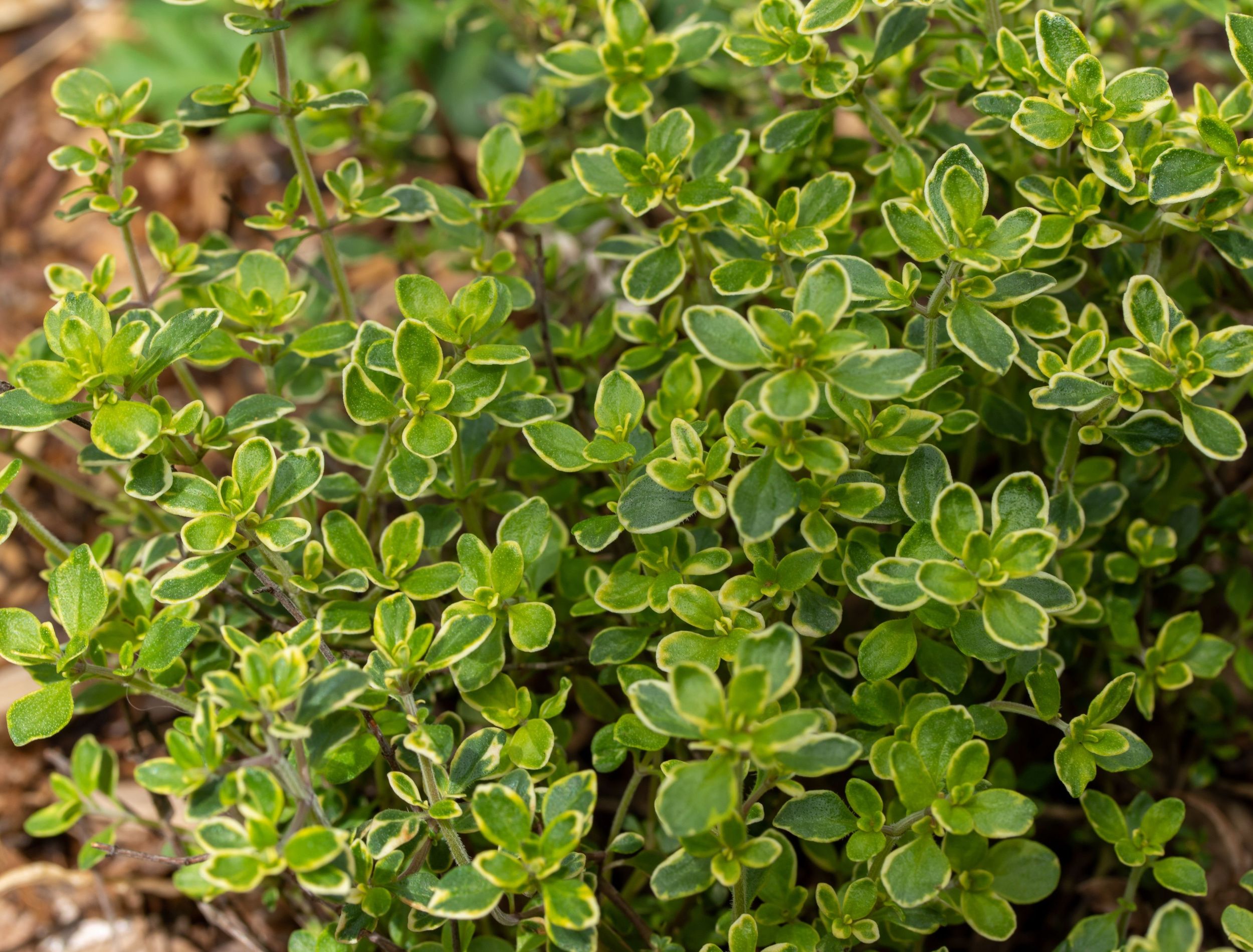 The Best Mulch For Creeping Thyme