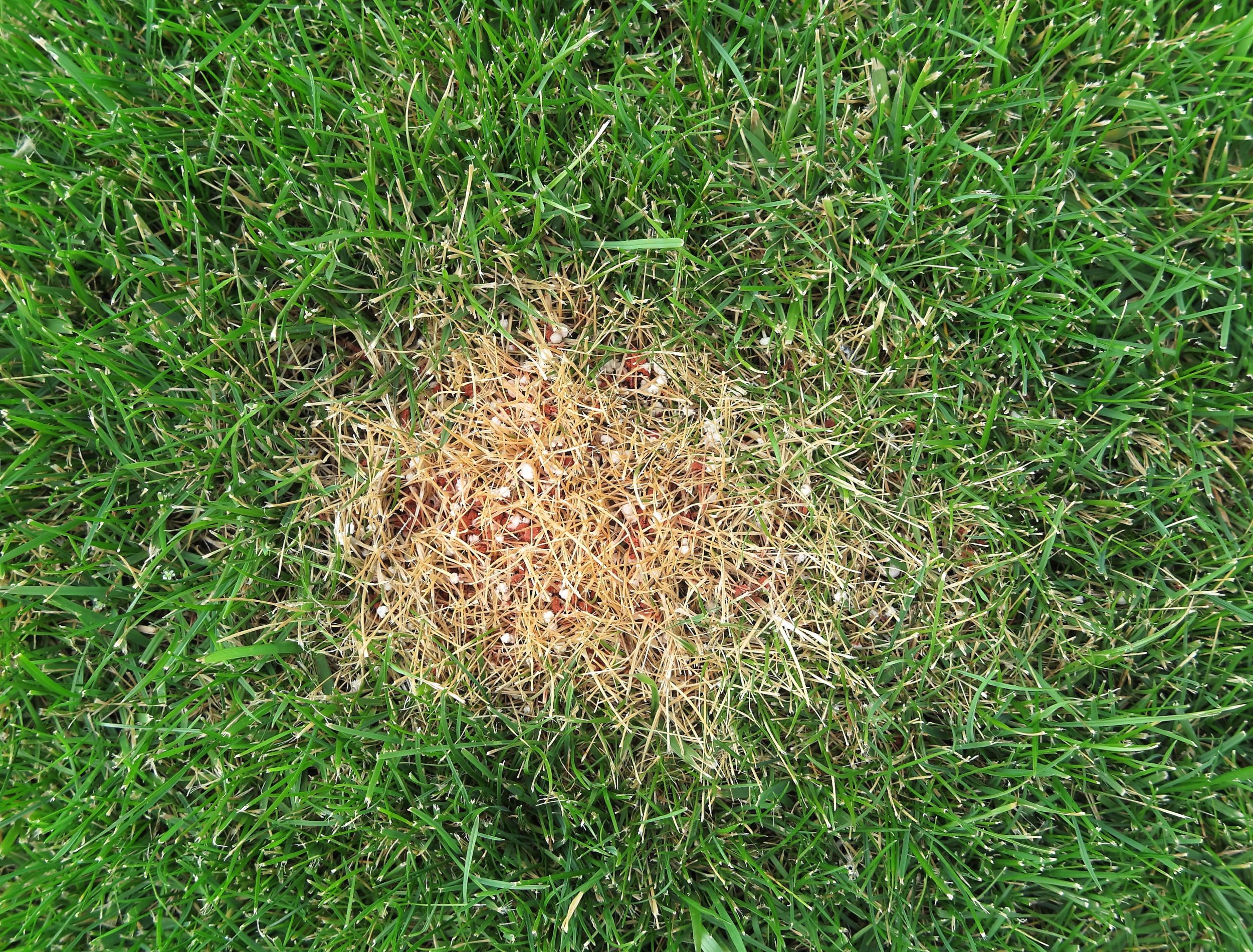 How To Repair Lawn Fertilizer Burn