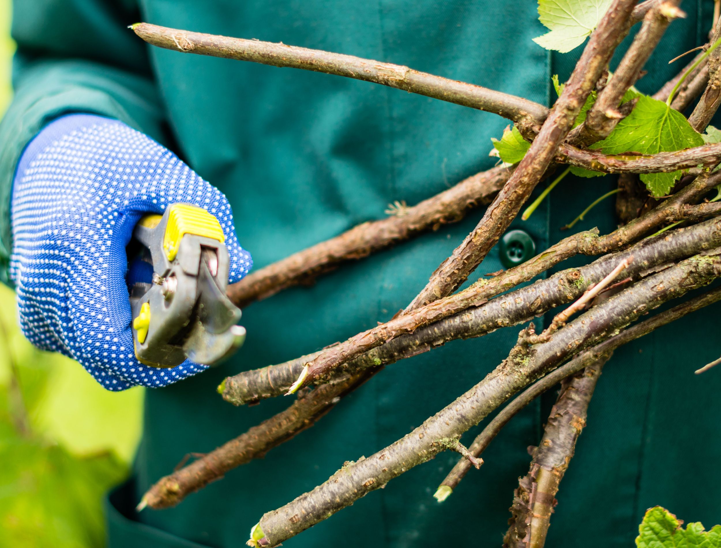 How to Remove Shrubs From Your Yard