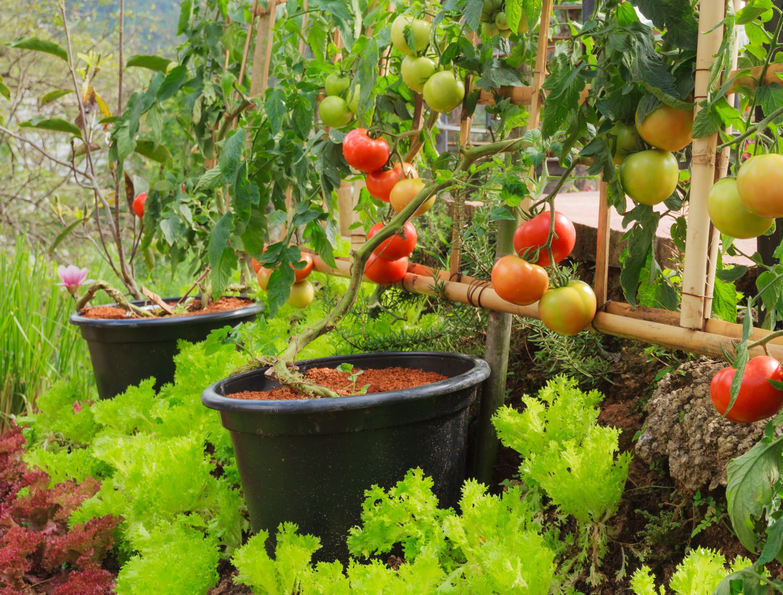 How To Overwinter Your Tomato Plants