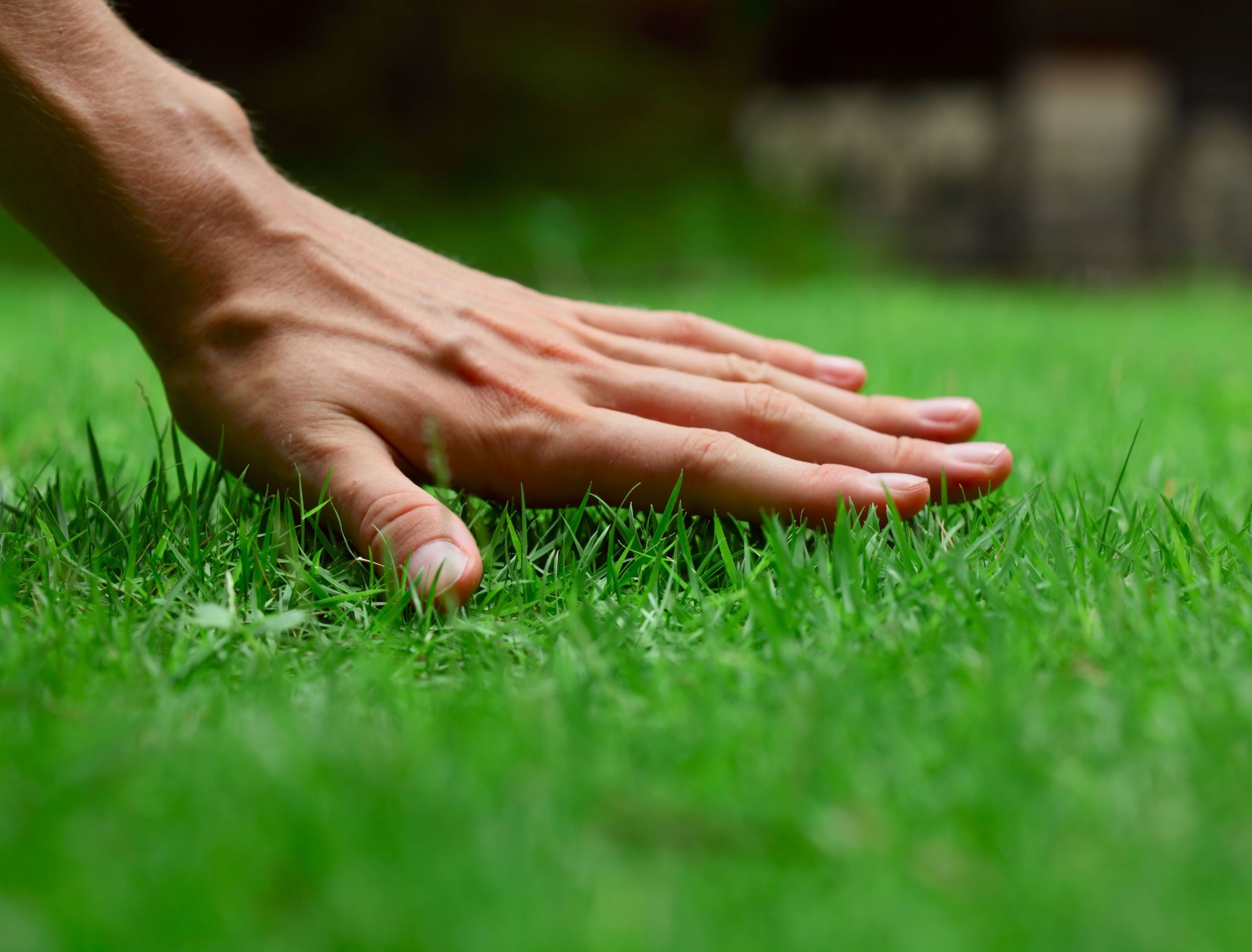 How To Make Homemade Fertilizer For Your Lawn