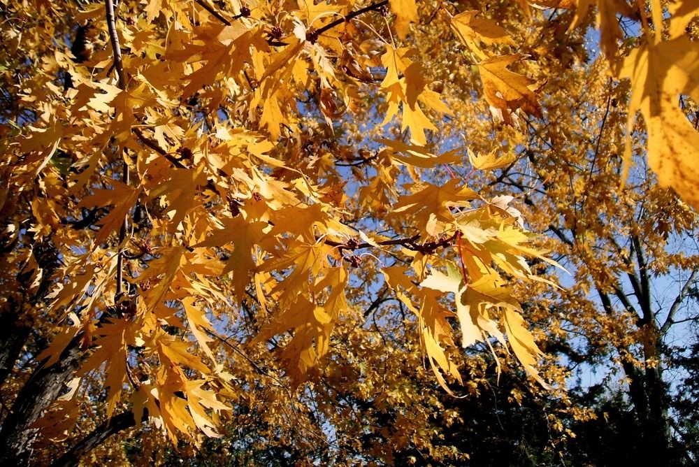 7 Best Maple Trees For Fall Color