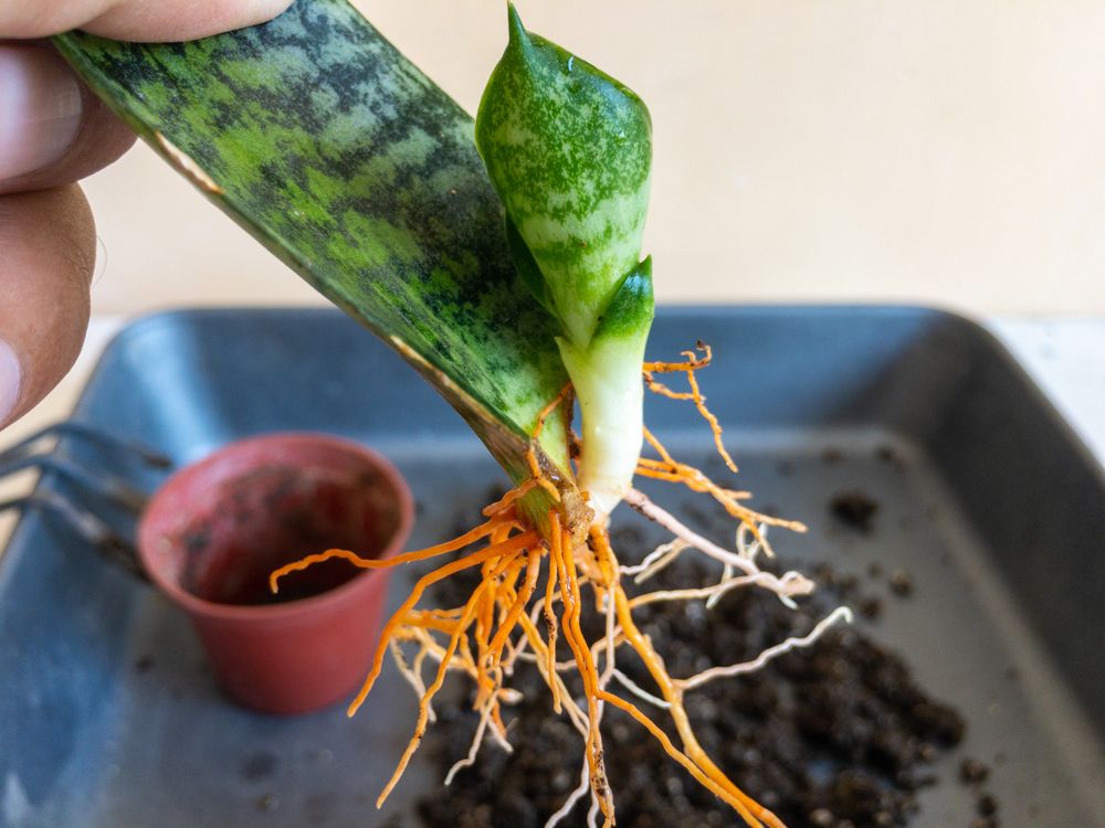 Snale plant roots 