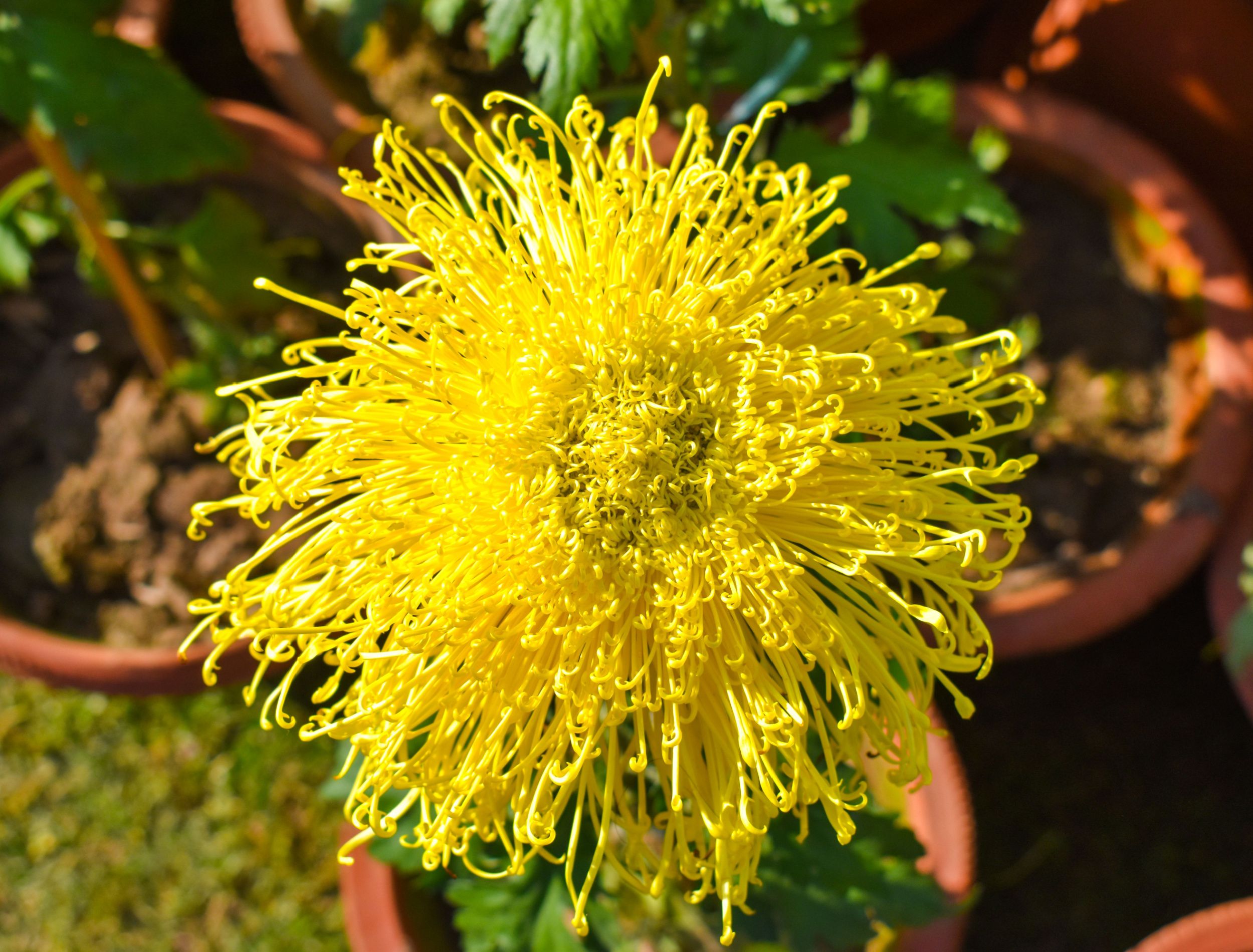 5 Care Tips For Spider Mums