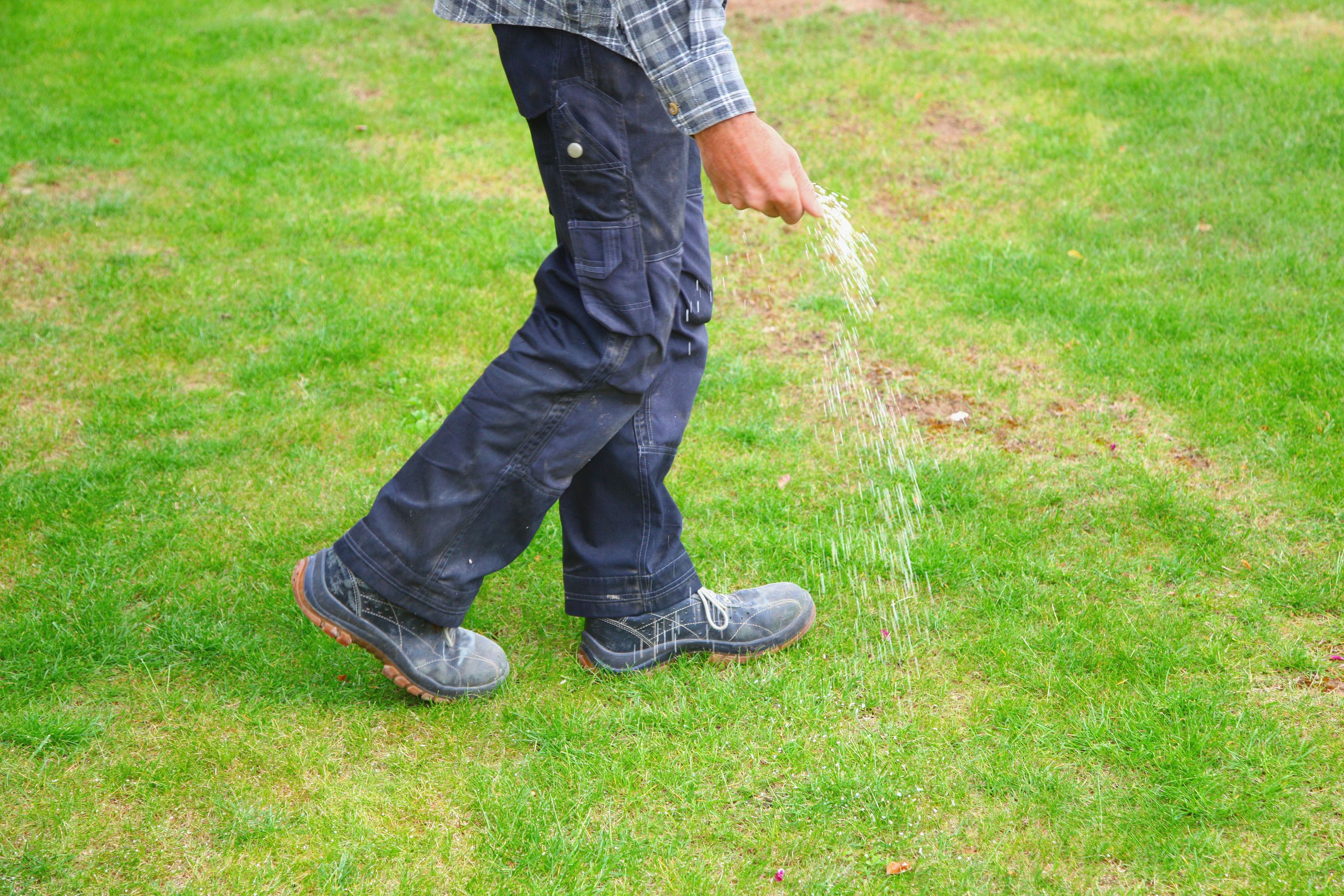 Man walking on lawn spreading fertilizer