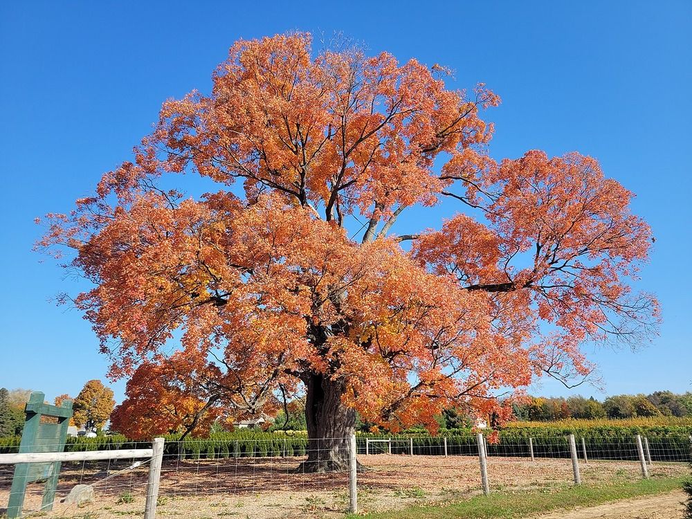 Large Sugar Maple tree in fall