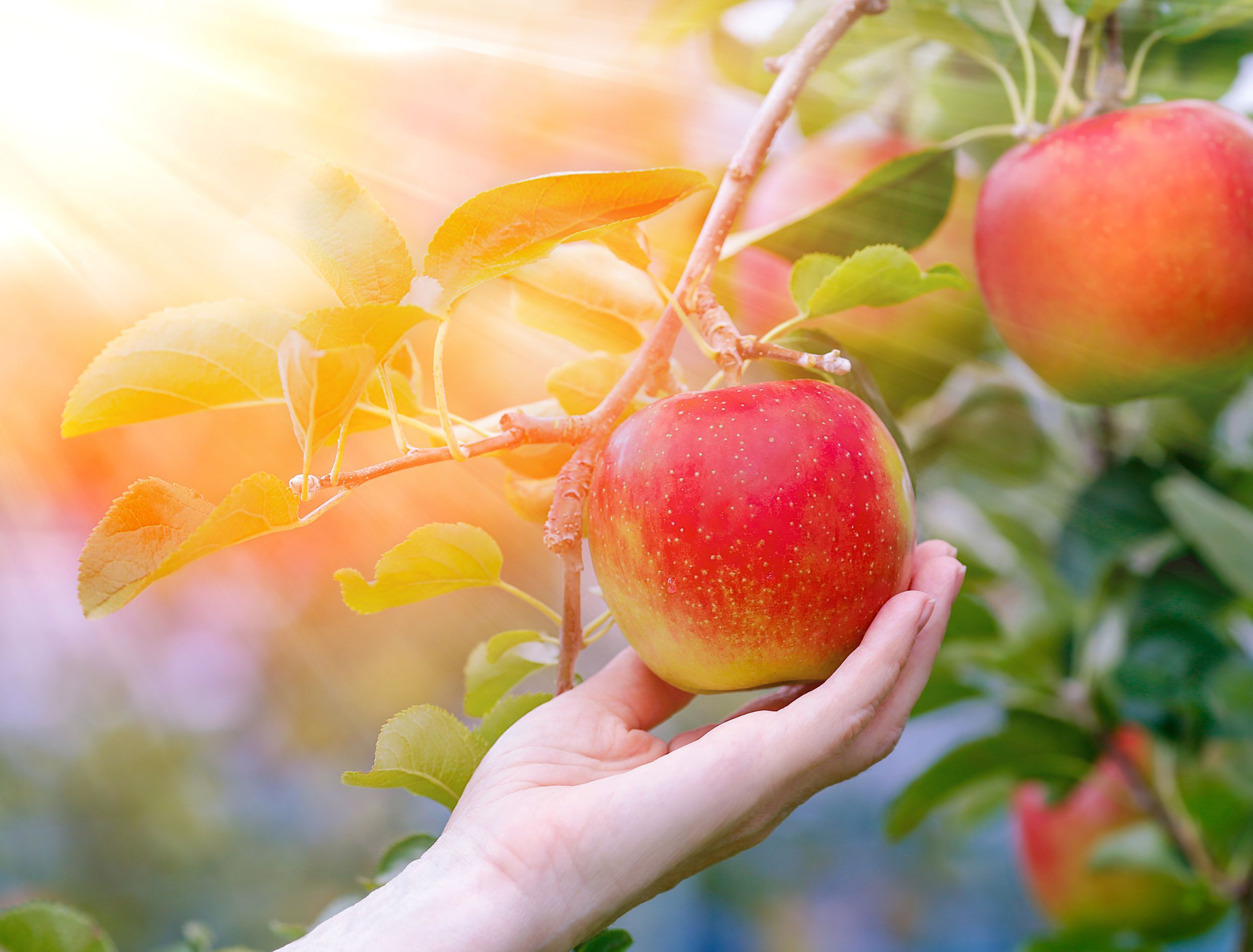 A gardener's hand holding a ripe red apple on a tree, illustrating how to check for tree health before using coffee grounds for apple trees.