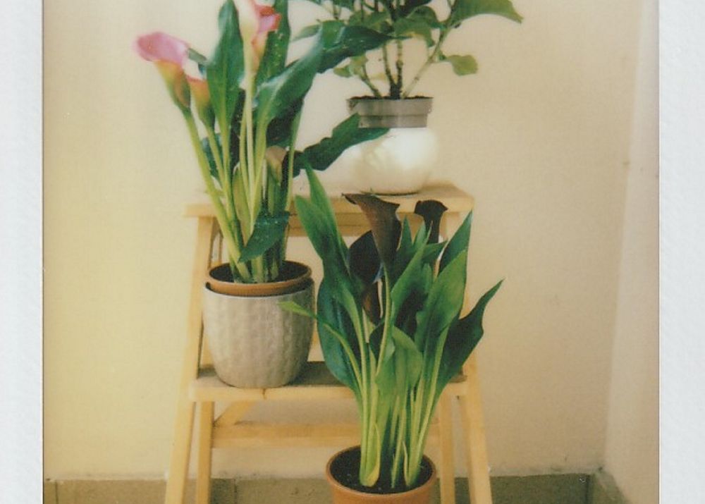 Why Your Calla Lilies Are Drooping