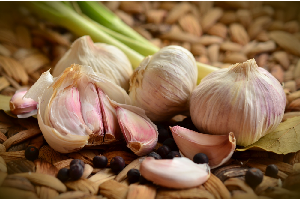 garlic closeup