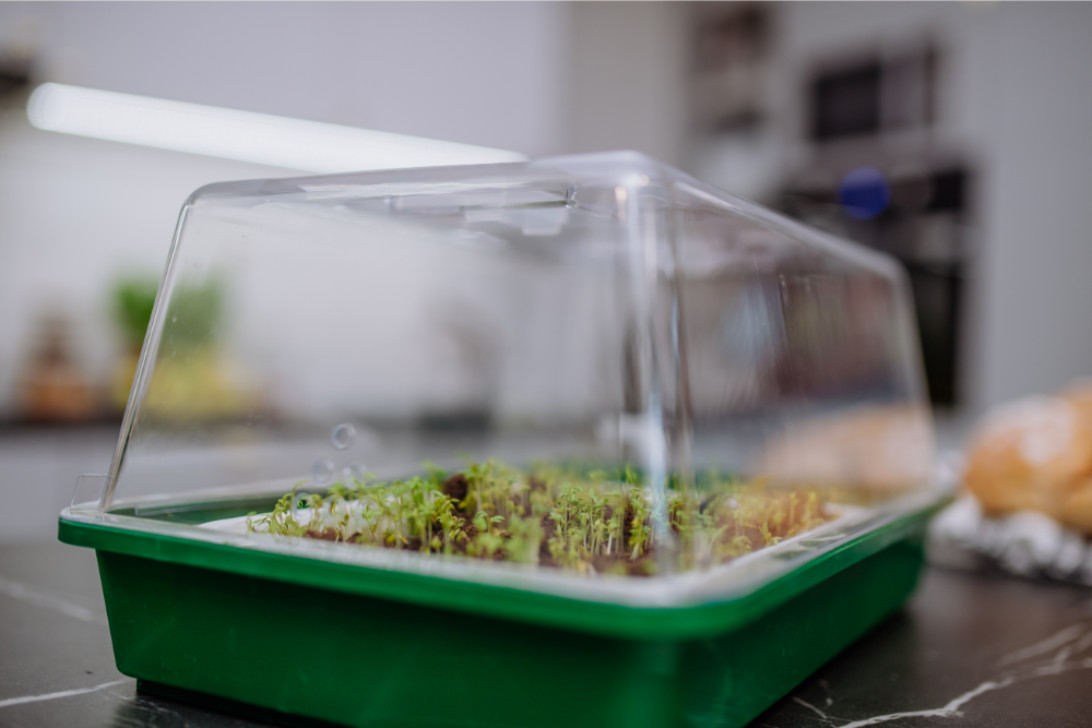 mini greenhouse in a plastic container