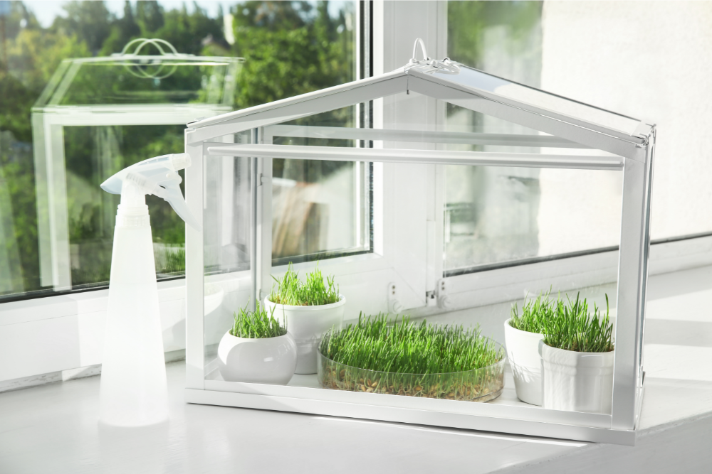 greenhouse with wheatgrass
