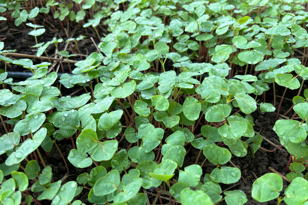 7 Best Cover Crops For Your Vegetable Garden