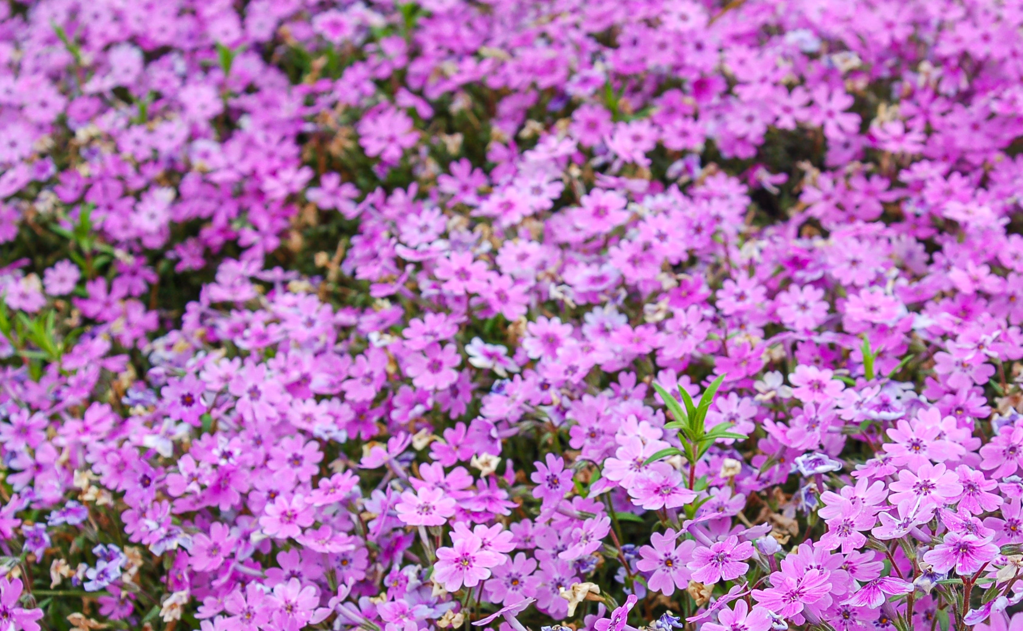 Replace Your Lawn With Creeping Thyme in 5 Steps
