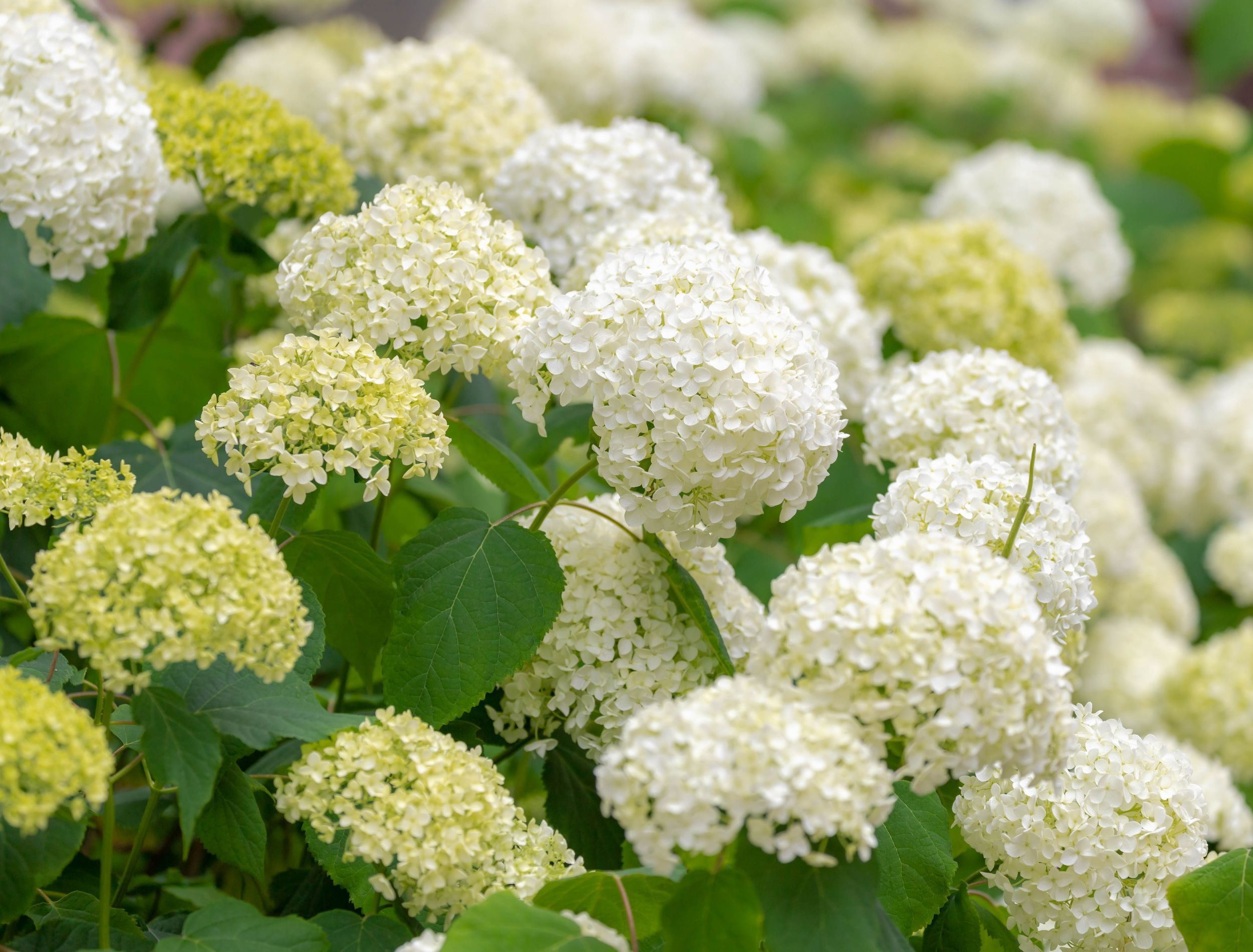 Hydrangeas: Stunning Blooms, Potential Foundation Disaster? - xovslgv