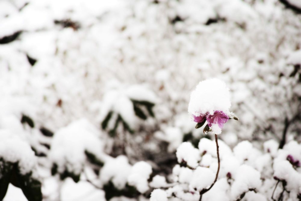 Why Your Azaleas Are Wilting