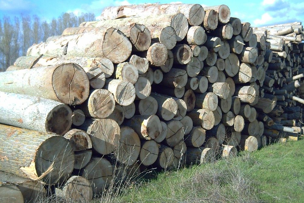 Everything You Need To Know About Burning Poplar Firewood