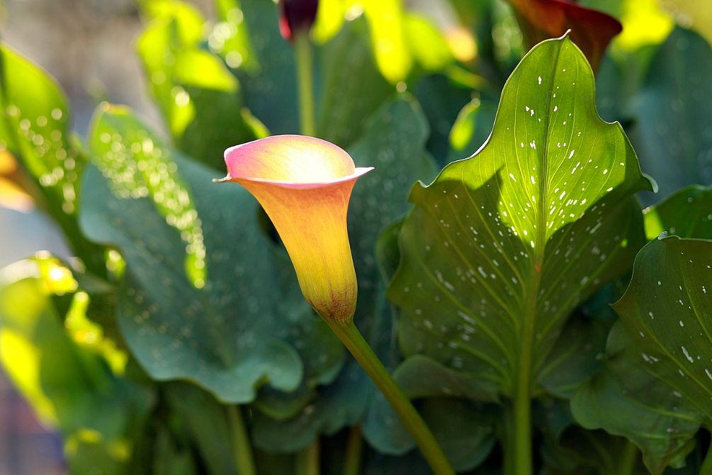 Callilys 5 Tips For Growing Calla Lily as a Houseplant