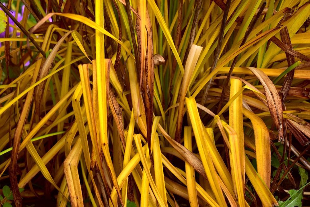 Should You Cut Back Daylilies In The Fall?