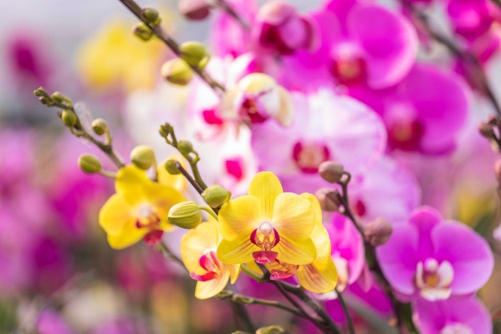 Yellow moth orchid flower against a backdrop of pink blooms