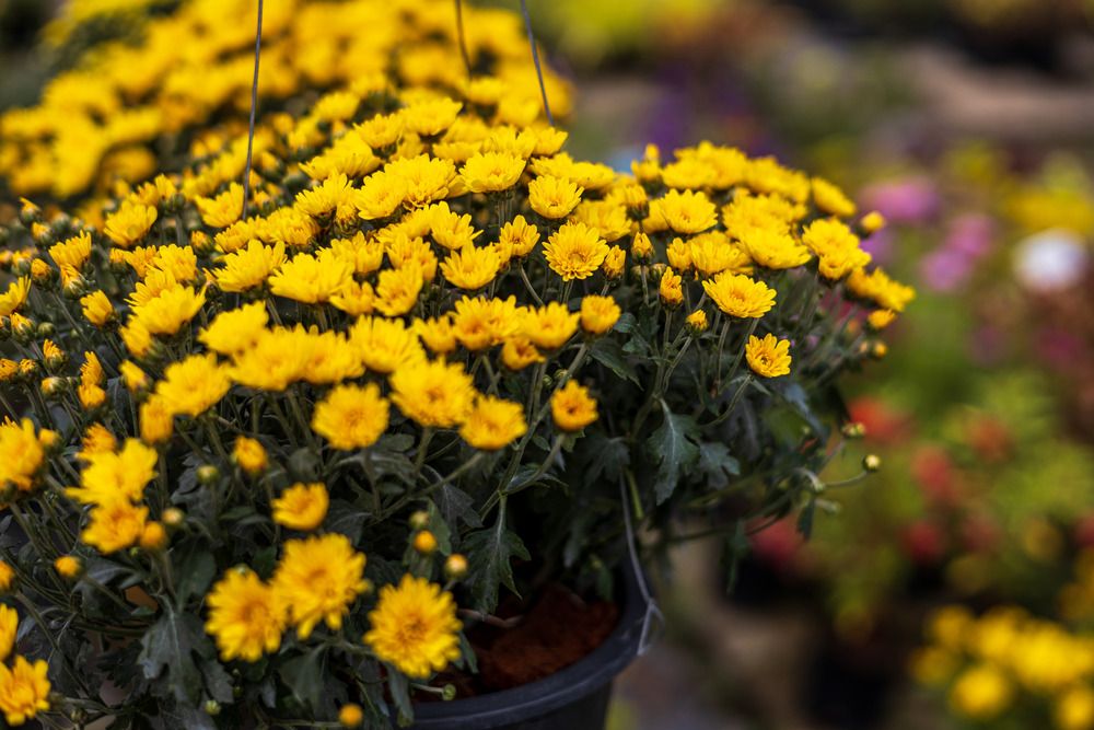How to Prune Potted Mums