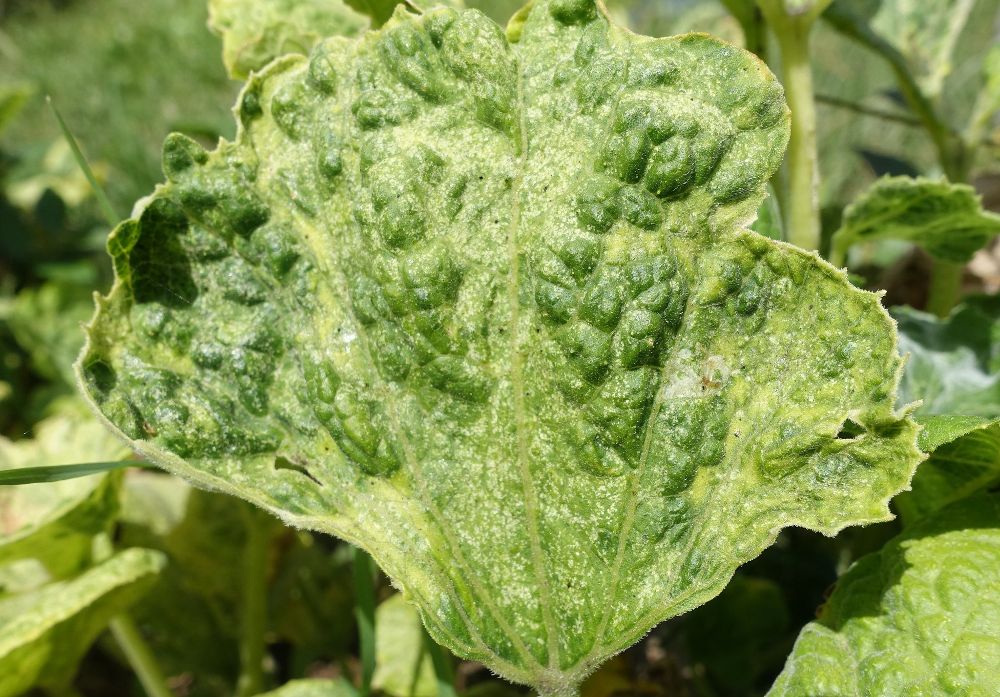 4 Common Pumpkin Diseases That Kill Your Plant