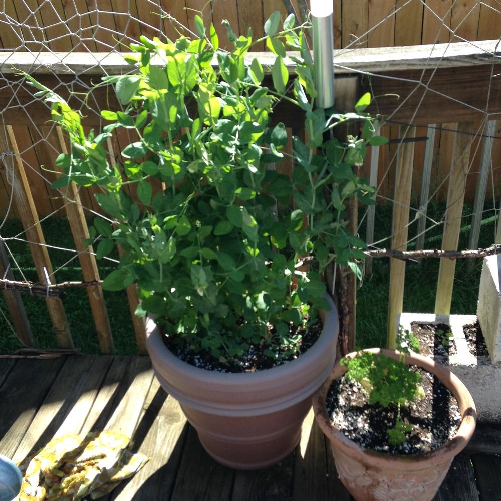 Peas growing in containers on a deck