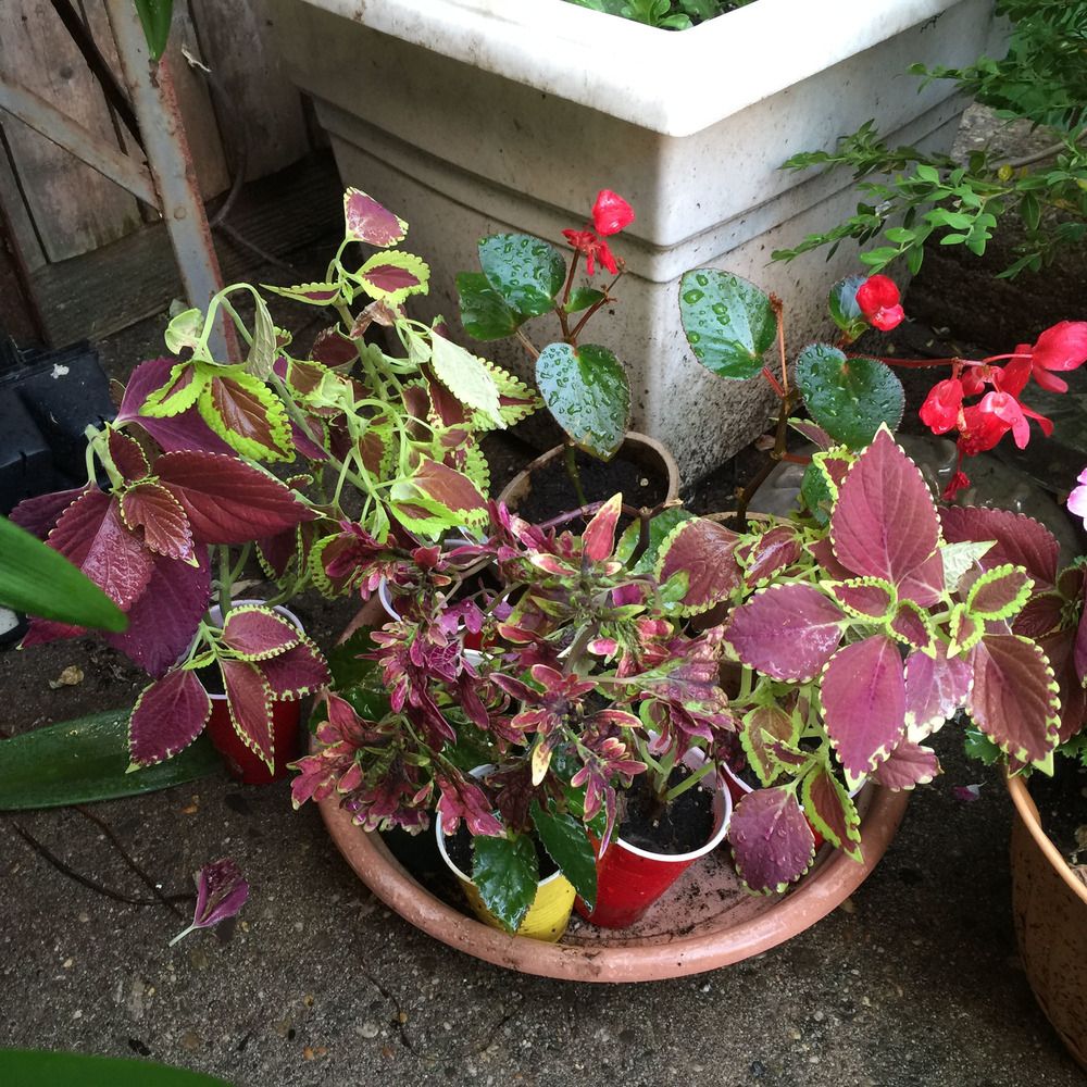 3 Plants To Bring Indoors to Overwinter