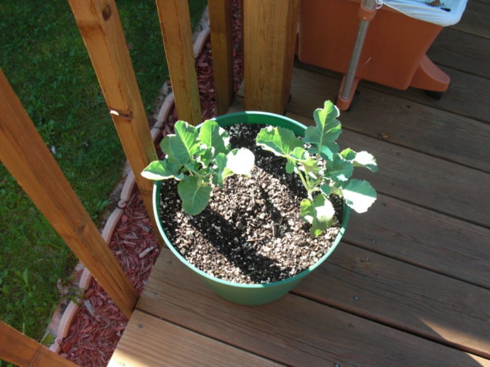 Two broccoli plants in a container