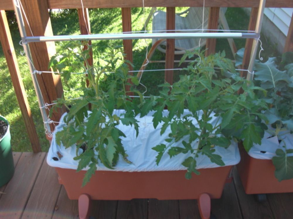 Tomato plants growing in a container
