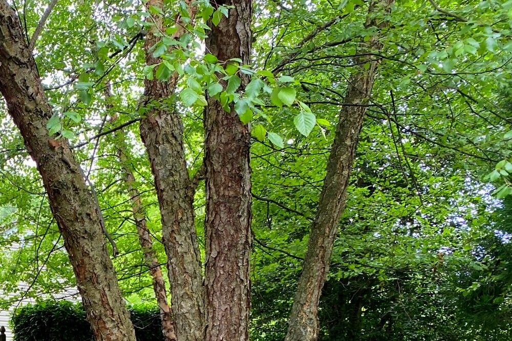 River Birch Tree Grow and Care Guide