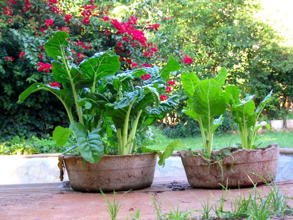 Spinach plants growing in containers outside