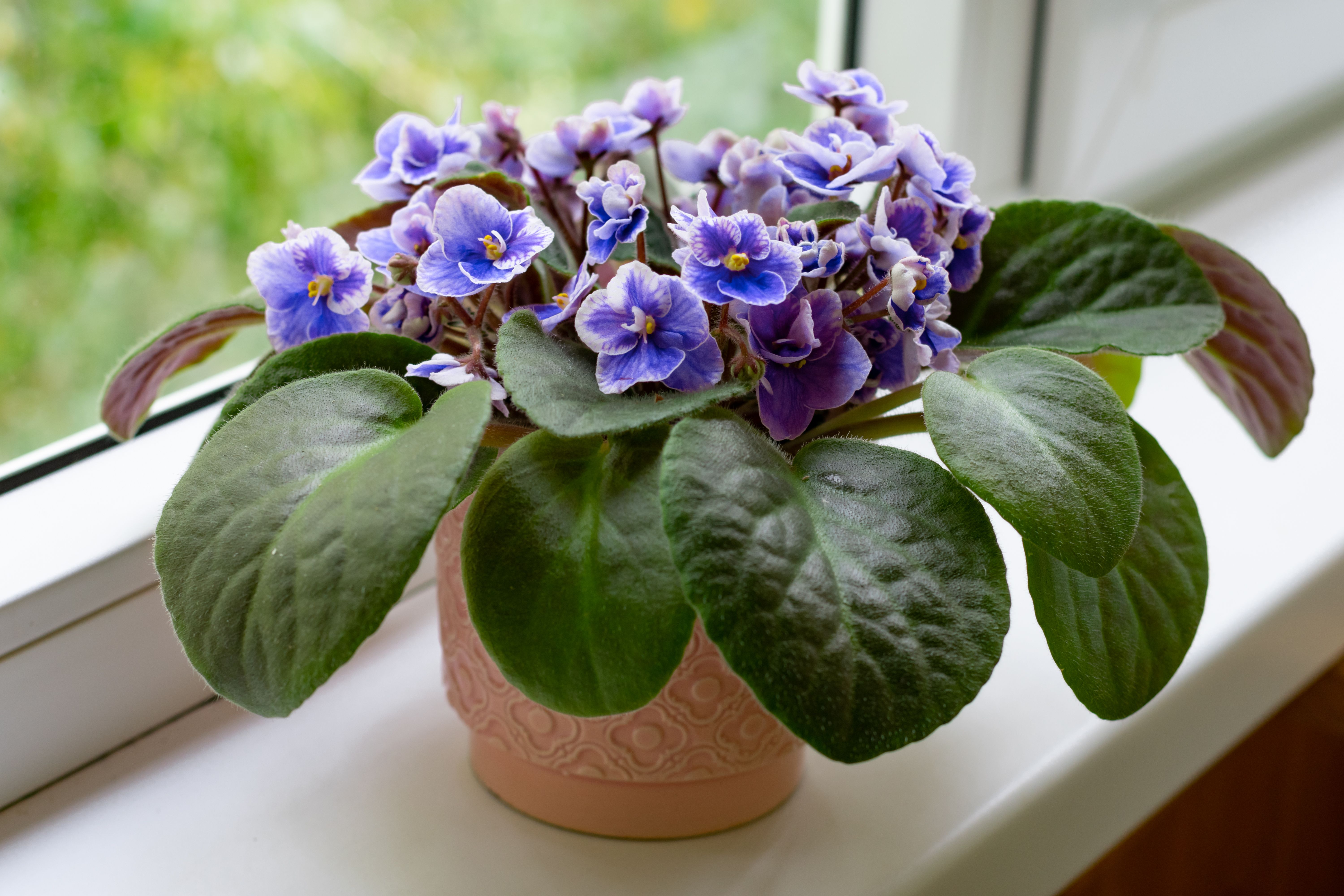 Flowering African violet plant on a window sill