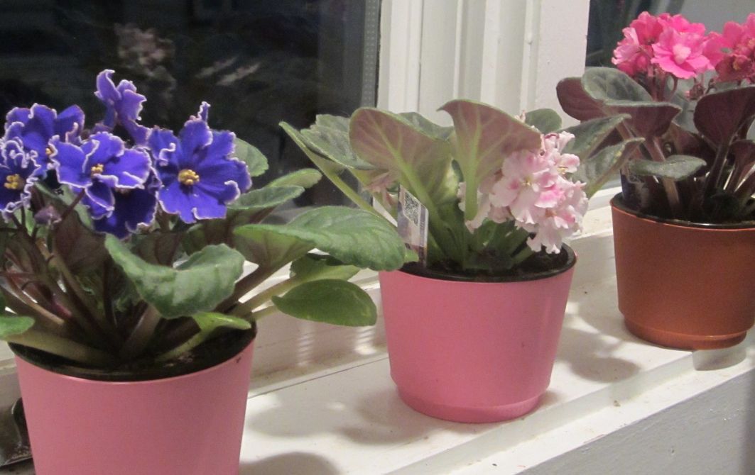 Three African violets plants on a window sill