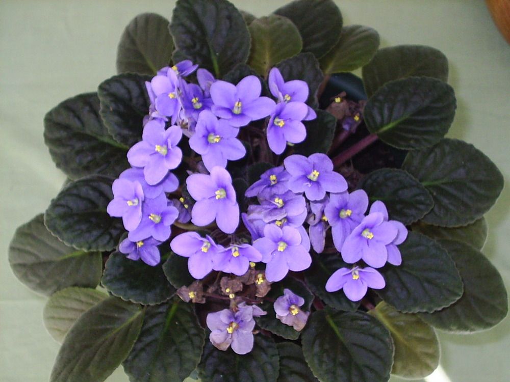 Everything You Should Know About Fertilizing African Violets