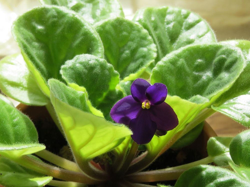 When and How to Successfully Repot African Violets