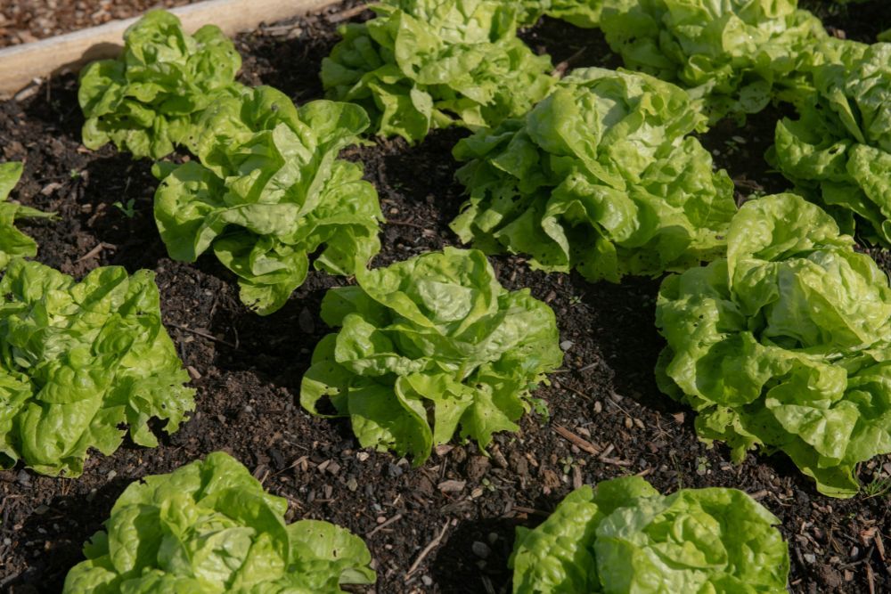 15 ColdHardy Lettuce Varieties to Grow This Winter
