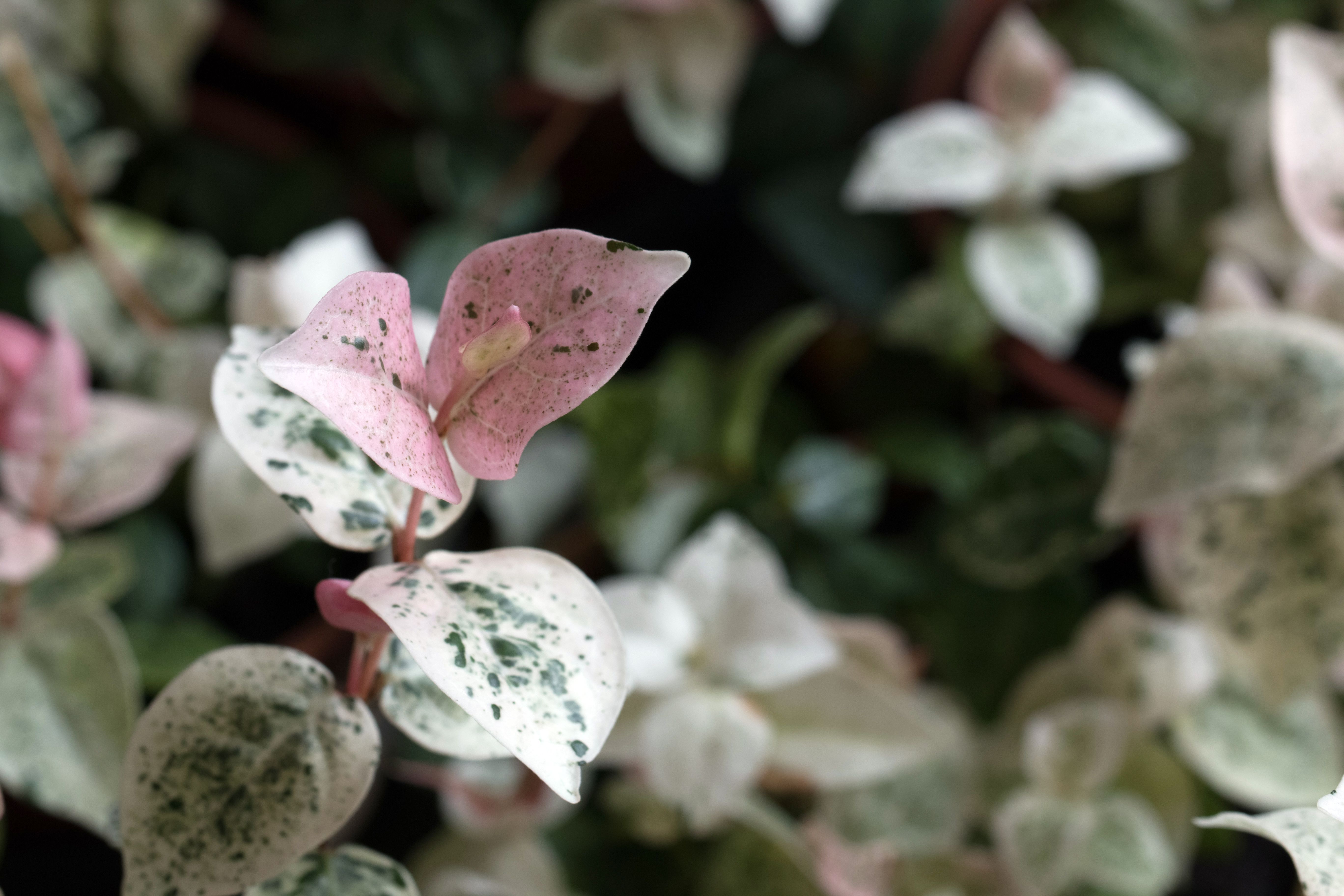 Asiatic Jasmine Top Grow and Care Tips