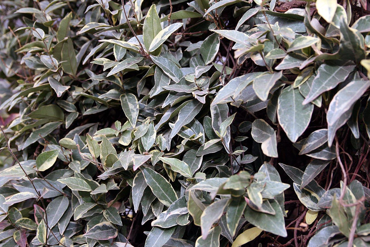 Asiatic Jasmine Top Grow and Care Tips