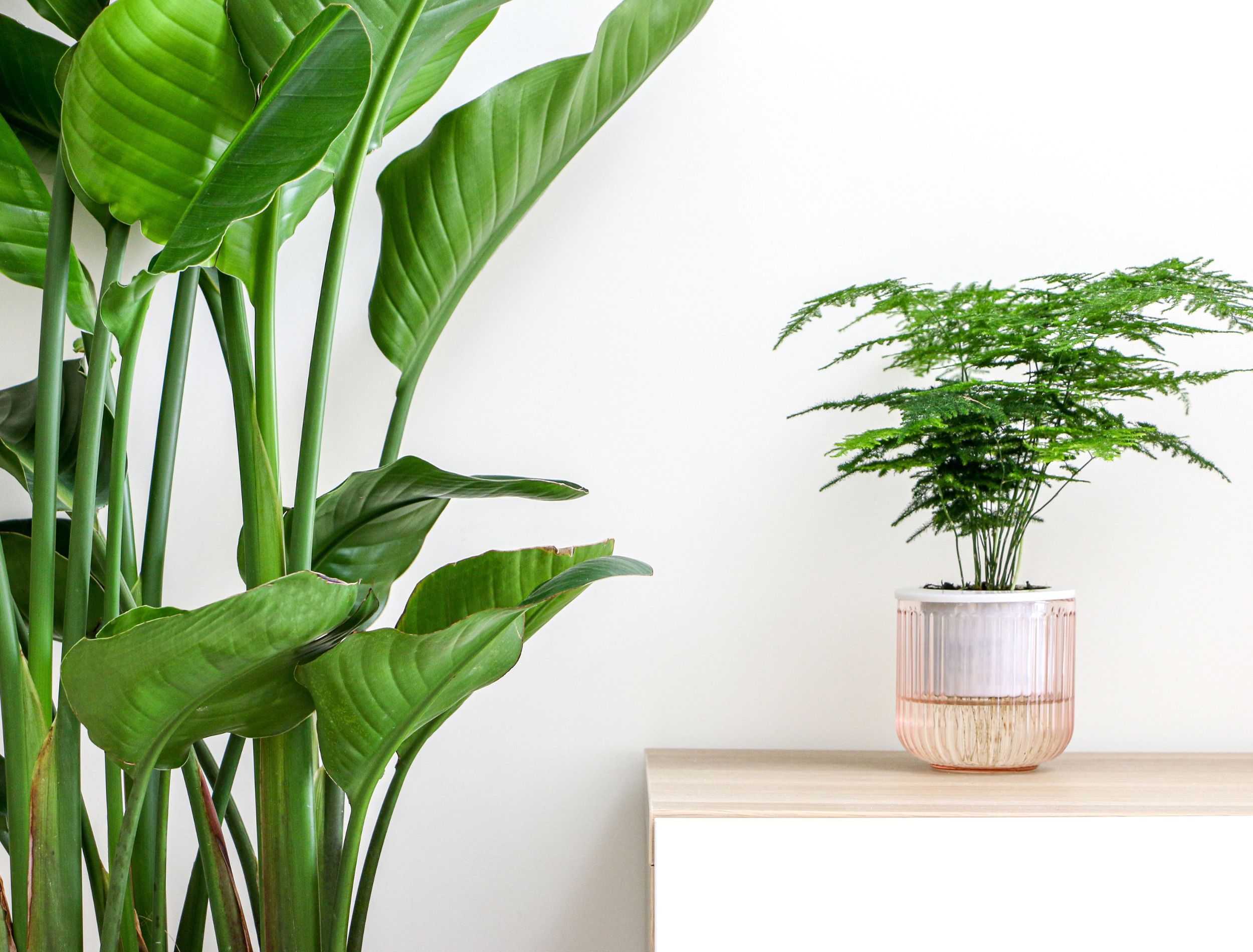 Asparagus fern indoors next to houseplants
