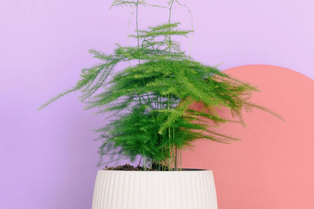 Asparagus fern inside a home with pink and purple walls