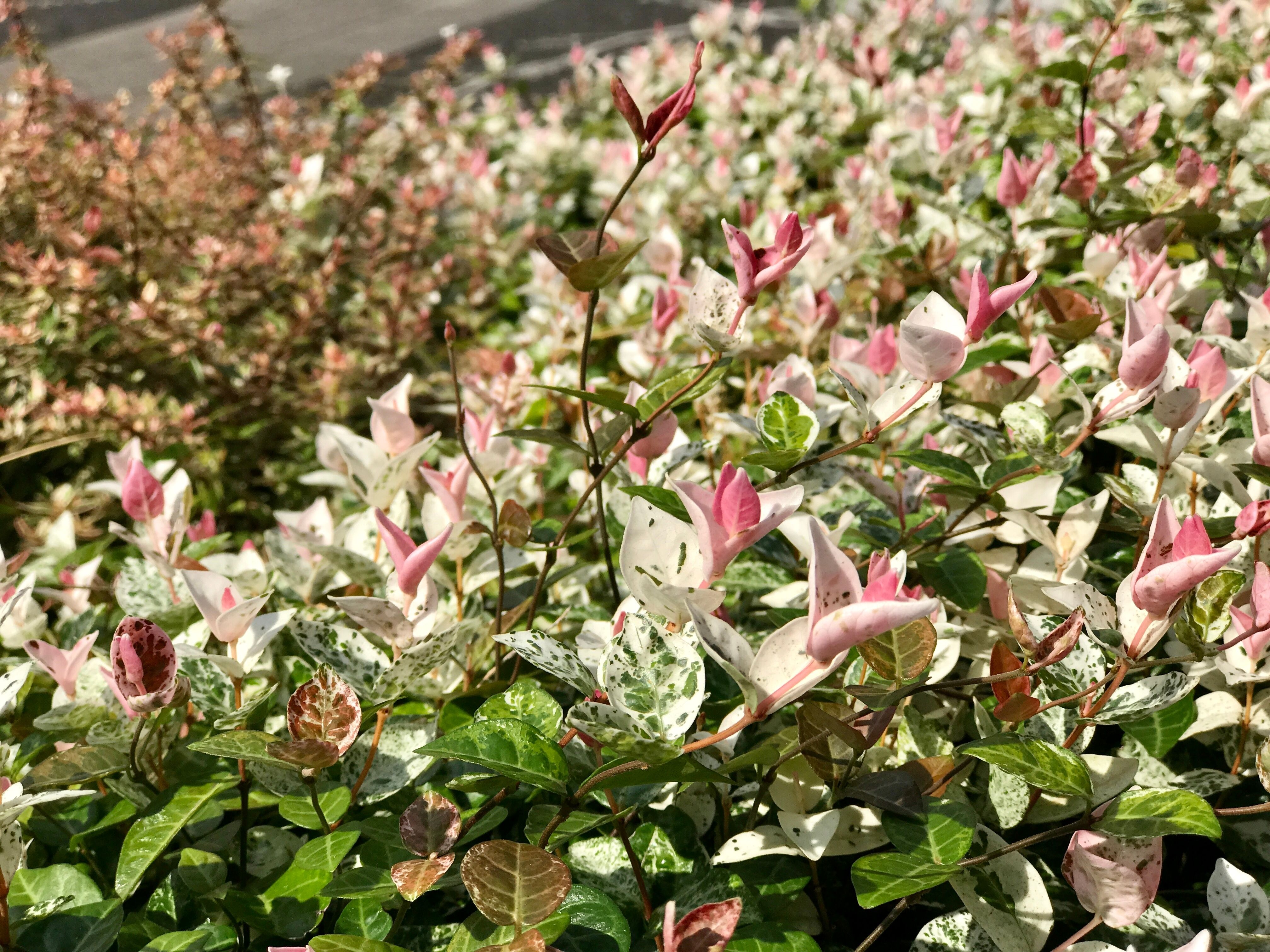 Asiatic Jasmine Top Grow and Care Tips