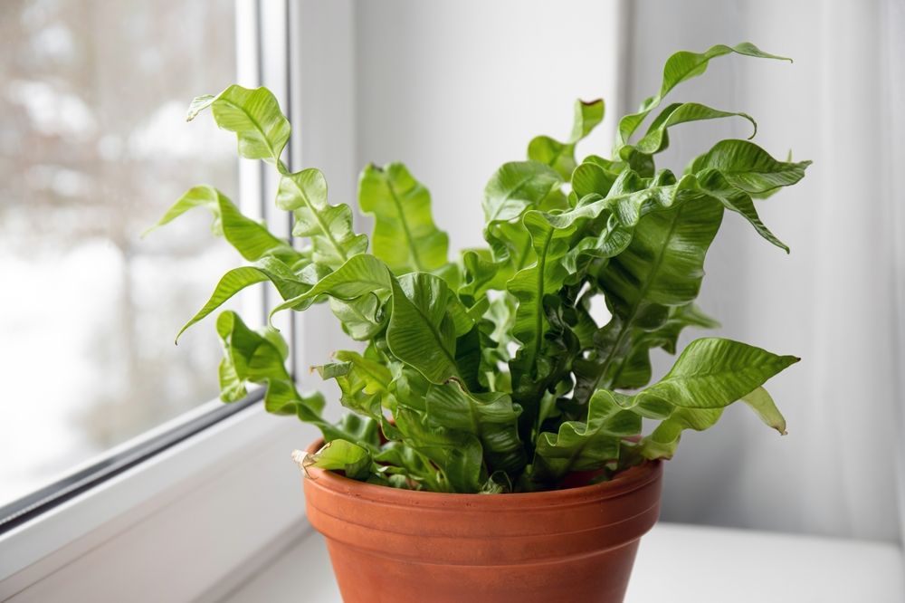 5 Indoor Plants That Thrive in Your Humid Bathroom