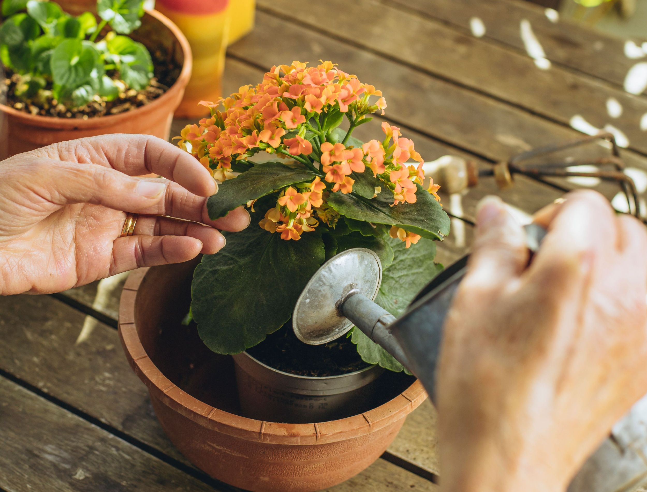When Will Your Kalanchoe Flower and How To Keep It Blooming